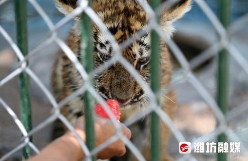 喂驴打一嘴巴子吃瓜娱乐